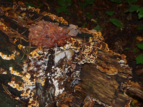 Vari funghi decompongono un tronco d’albero morto. Fonte: Dellex, commons.wikimedia.com