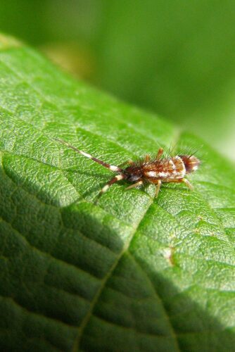 Springschwanz Collembola, Orchesella flavescens